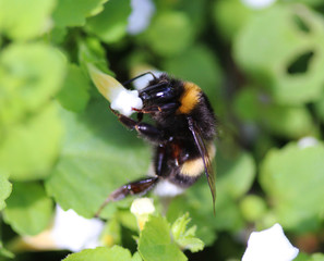 the buff-tailed bumblebee (Bombus terrestris)