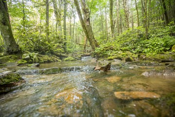forest stream flowing around rocks