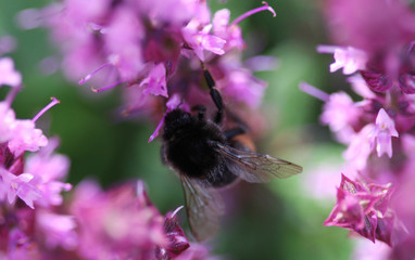 Red-tailed bumblebee (Bombus lapidarius)	