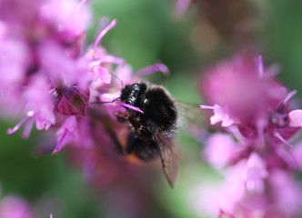 Red-tailed bumblebee (Bombus lapidarius)	