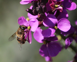 drone fly (Eristalis tenax)