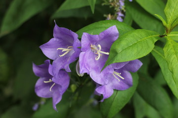 beautiful flowers