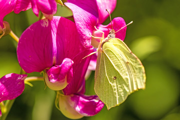 Zitronenfalter, Gonepteryx rhamni,  auf Wicke