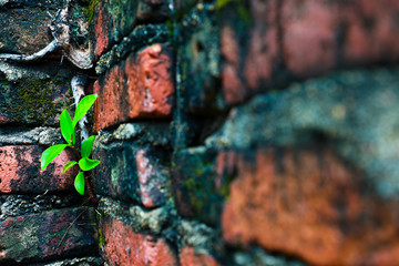 Small tree growing in old cement brick wall with copy space