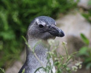 The Humboldt penguin (Spheniscus humboldti) feeded