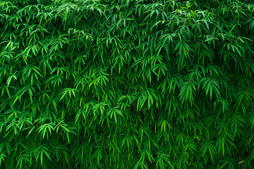 Naklejka na ściany i meble Bamboo leaves background