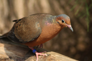 The Socorro dove (Zenaida graysoni)