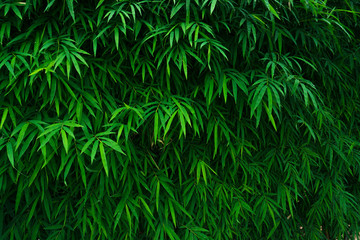 Bamboo leaves background - obrazy, fototapety, plakaty