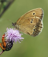 Brauner Waldvogel (Aphantopus hyperantus)