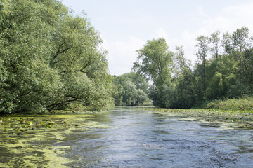 Hamburg idyllisch: an der Wilhelmsburger Dove Elbe