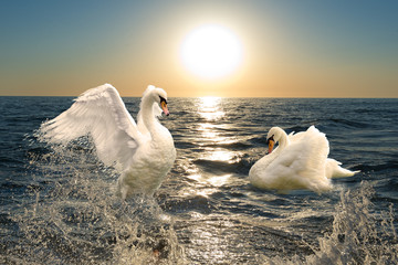 A pair of graceful swans splash in the waves of the sea. Against the background of the sunset.