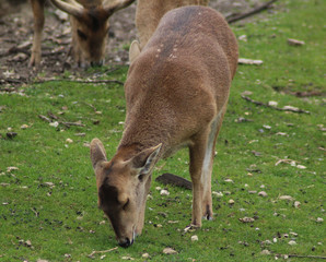 The Indian hog deer (Hyelaphus porcinus)