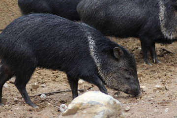 The collared peccary (Pecari tajacu)