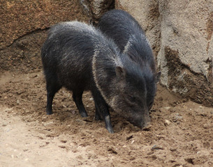 The collared peccary (Pecari tajacu)