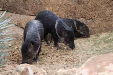 The collared peccary (Pecari tajacu)