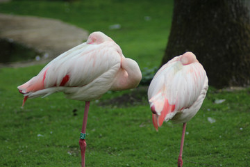Fototapeta na wymiar Greater flamingo (Phoenicopterus roseus)