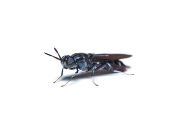 The black soldier fly, is a common and widespread fly of the family Stratiomyidae. The larvae and...