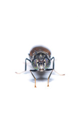 The black soldier fly, is a common and widespread fly of the family Stratiomyidae. The larvae and adults are considered neither pests nor vectors.