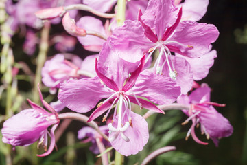 The flower is fireweed.