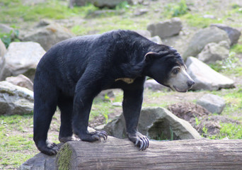 The sun bear (Helarctos malayanus)