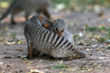 The banded mongoose (Mungos mungo), pair clean each other