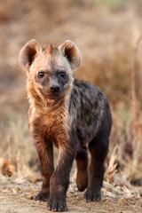 The spotted hyena (Crocuta crocuta) young hyena in the evening sun