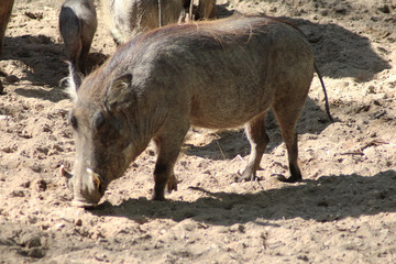 The common warthog (Phacochoerus africanus)