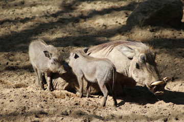 The common warthog (Phacochoerus africanus)