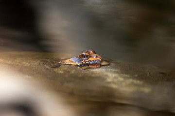 african drakensberg frog