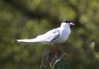 The common tern (Sterna hirundo)