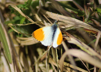 the orange tip (Anthocharis cardamines)