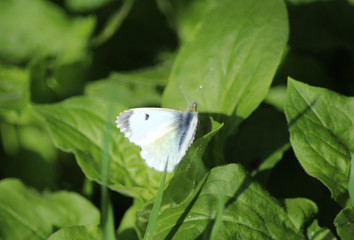 Small white (pieris rapae)	