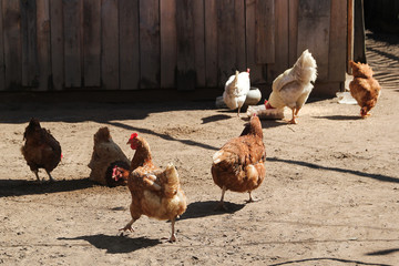 Chicken walking outside wooden farm