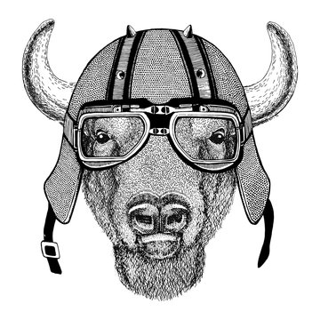 Buffalo, bison,ox, bull wearing biker helmet Animal with motorcycle leather helmet Vintage helmet for bikers Aviator helmet