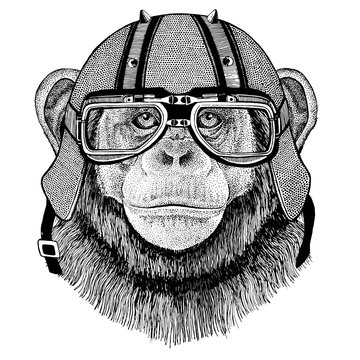 Chimpanzee Monkey wearing biker helmet Animal with motorcycle leather helmet Vintage helmet for bikers Aviator helmet