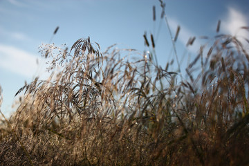 Morning. A grass in dew./Runaways of a cereal grass are covered by small drops of dew. Under weight of water runaways were bent. Water drops sparkle in rising sun beams.