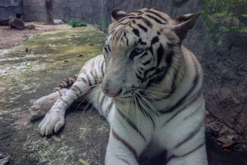 くつろぐ ホワイトタイガー