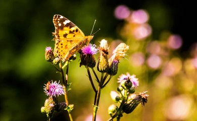 A butterfly in summer on a thistle in Germany.