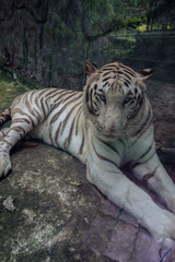 ホワイトタイガー