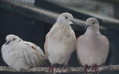 Eurasian Collared Dove (Streptopelia decaocto)