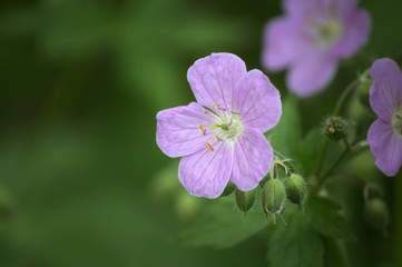 A vibrant wild geranium against the green background of the forest