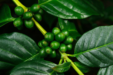 Green coffee beans on tree