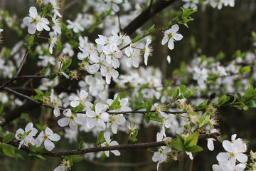 Blackthorn (Prunus spinosa)