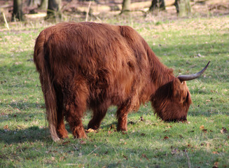 Highland cattle	