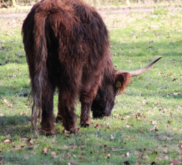 Highland cattle	