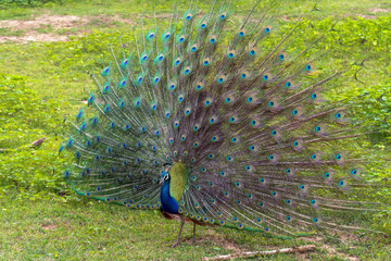Obraz premium View of Wild Peacock Displaying Colorful Feathers