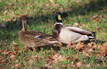 The mallard or wild duck (Anas platyrhynchos)