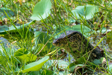 Close Up View of Reptile on Natural Pond