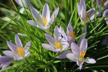 Naklejka premium Crocus vernus