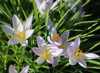 Crocus vernus